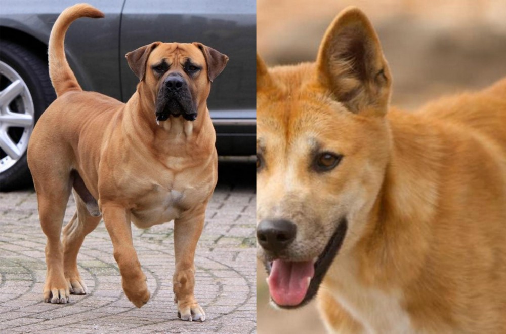 Dingo vs Boerboel - Breed Comparison