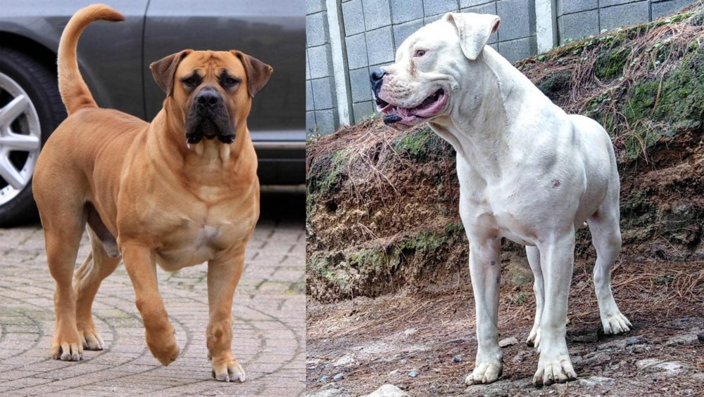 Dogo Guatemalteco vs Boerboel - Breed Comparison