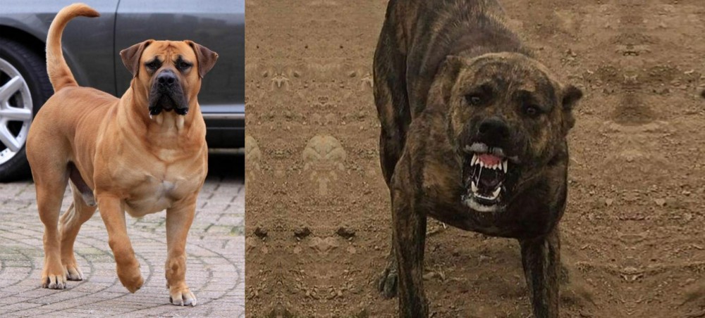 Dogo Sardesco vs Boerboel - Breed Comparison