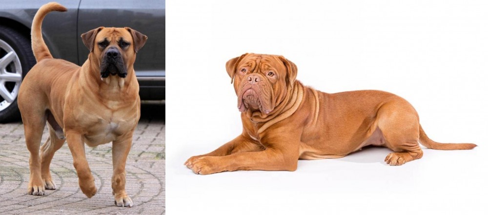 Dogue De Bordeaux vs Boerboel - Breed Comparison
