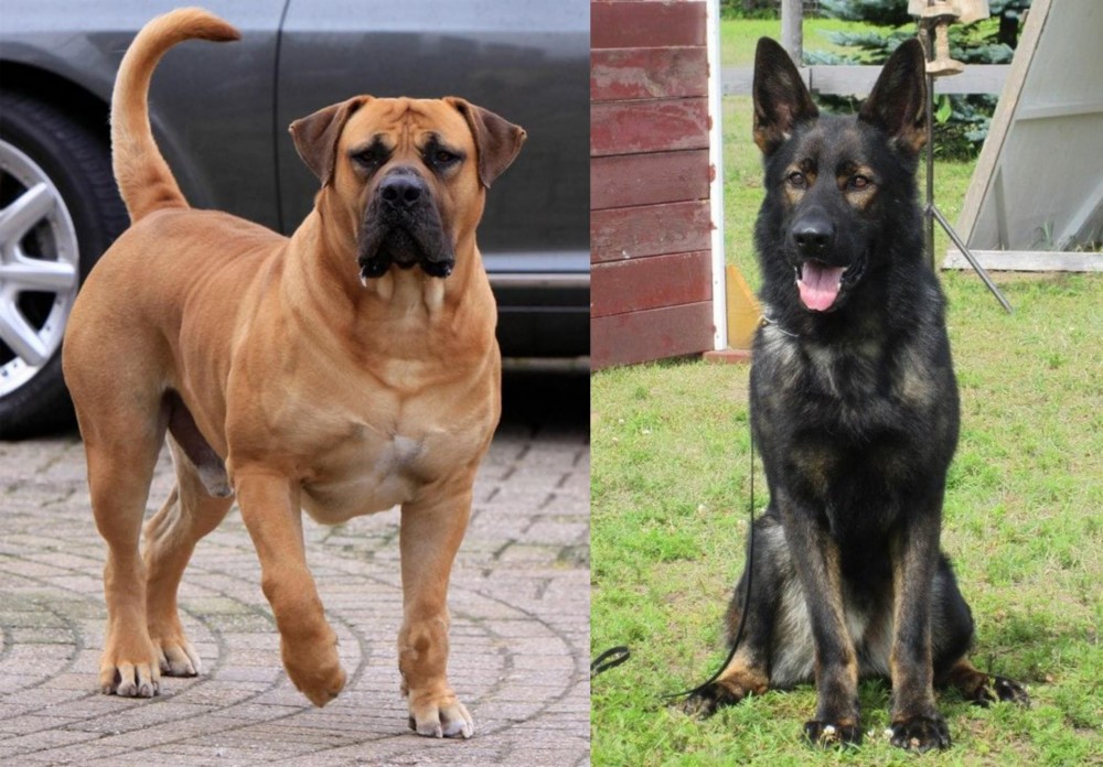 East German Shepherd vs Boerboel - Breed Comparison