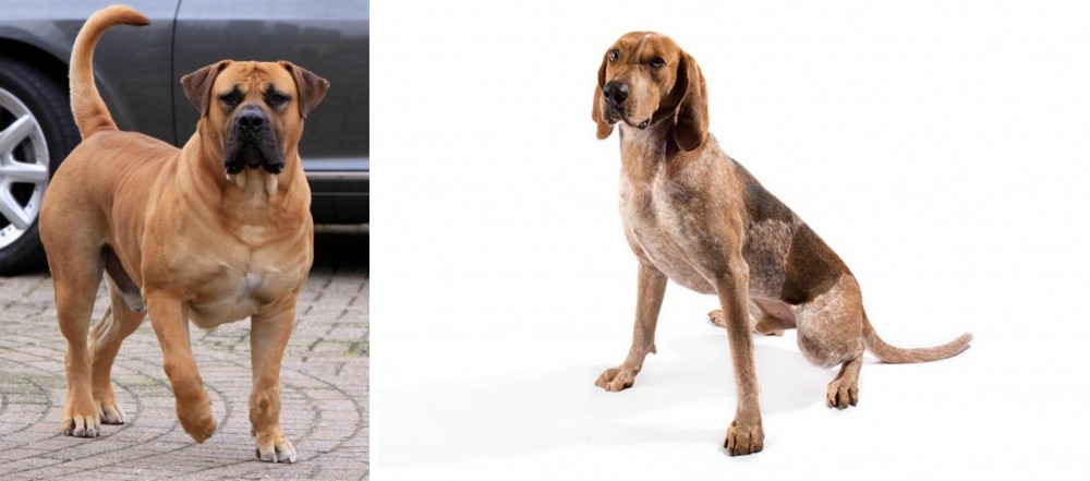 English Coonhound vs Boerboel - Breed Comparison