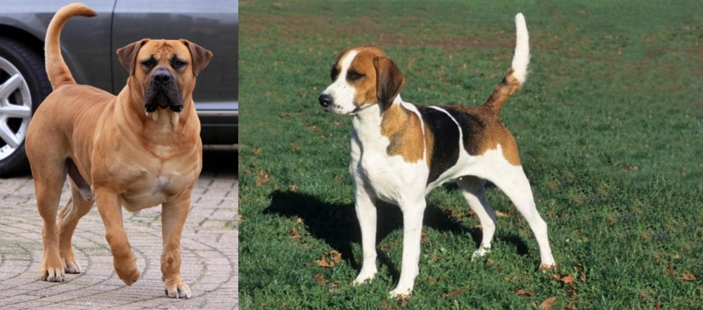 English Foxhound vs Boerboel - Breed Comparison