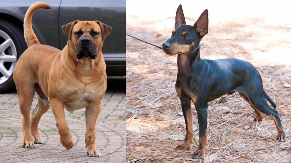 English Toy Terrier (Black & Tan) vs Boerboel - Breed Comparison
