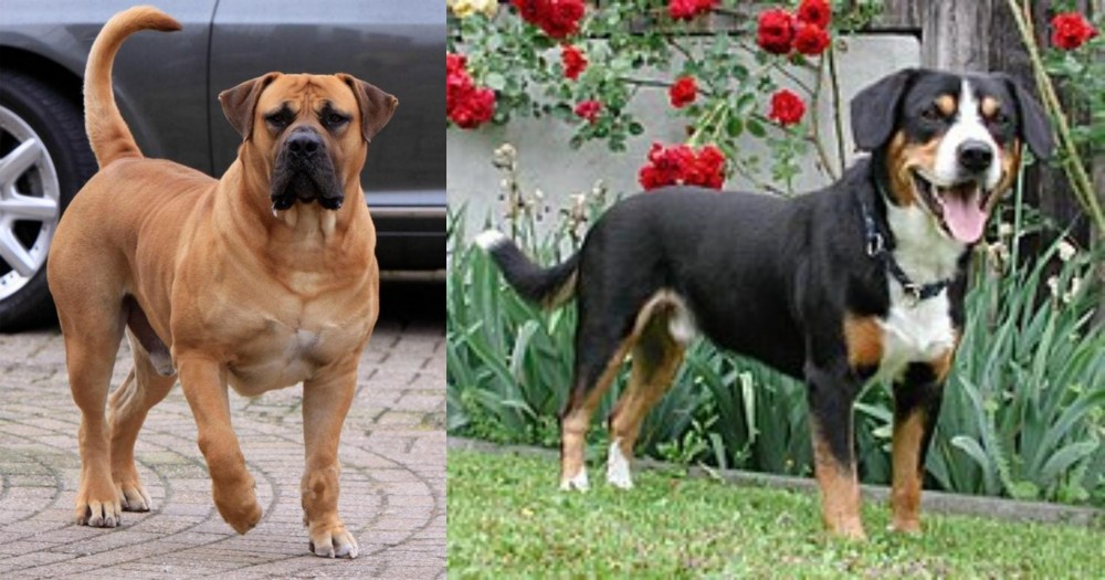 Entlebucher Mountain Dog vs Boerboel - Breed Comparison