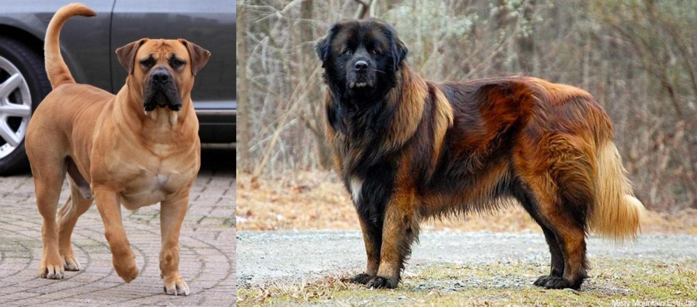 Estrela Mountain Dog vs Boerboel - Breed Comparison