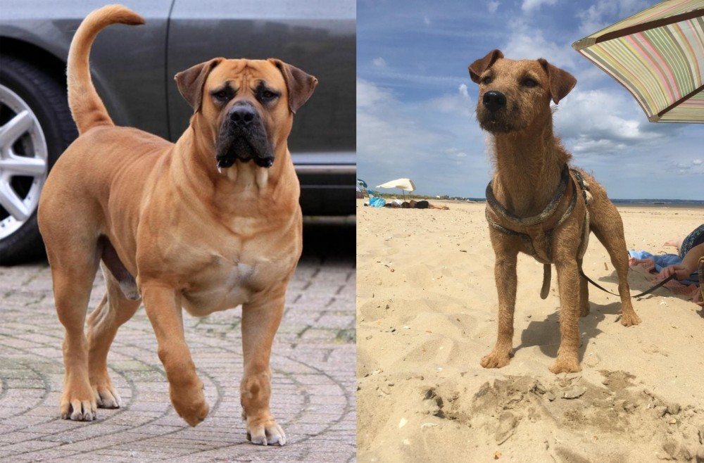 Fell Terrier vs Boerboel - Breed Comparison