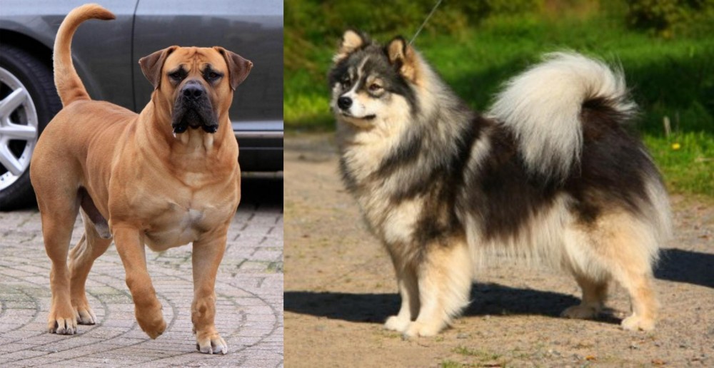 Finnish Lapphund vs Boerboel - Breed Comparison