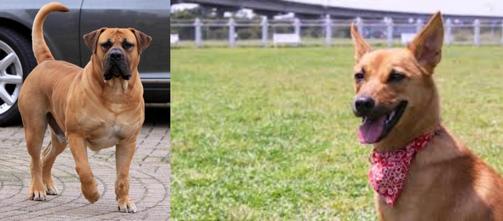 Formosan Mountain Dog vs Boerboel - Breed Comparison