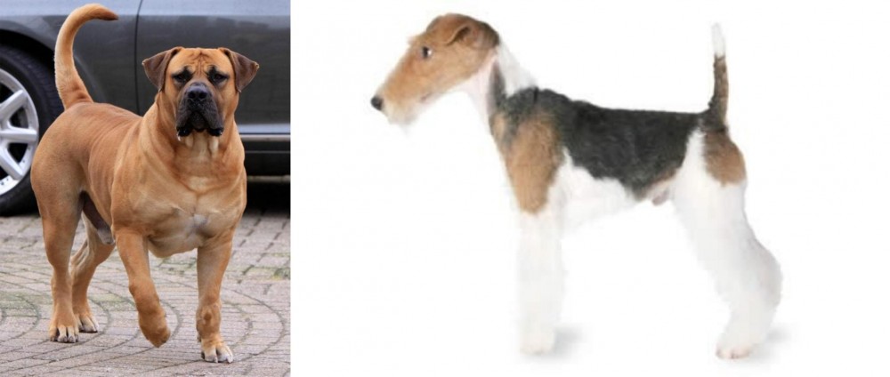 Fox Terrier vs Boerboel - Breed Comparison