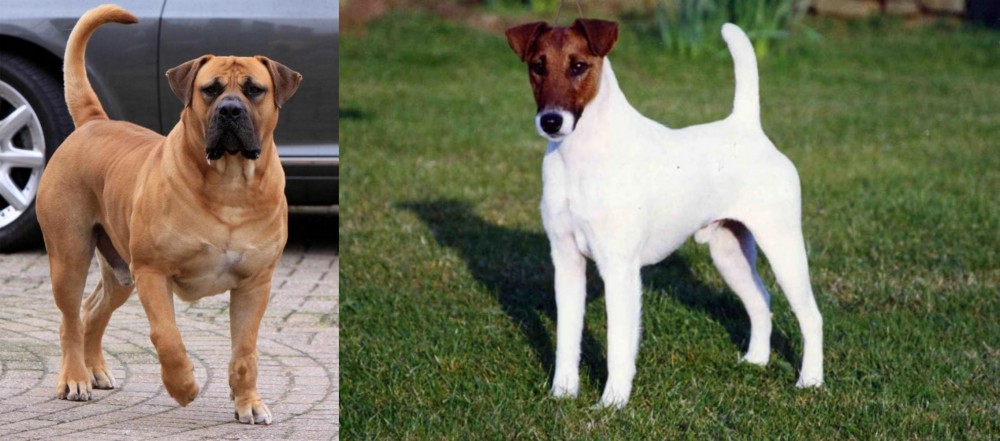 Fox Terrier (Smooth) vs Boerboel - Breed Comparison