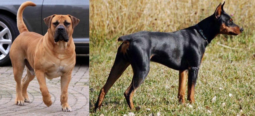 German Pinscher vs Boerboel - Breed Comparison