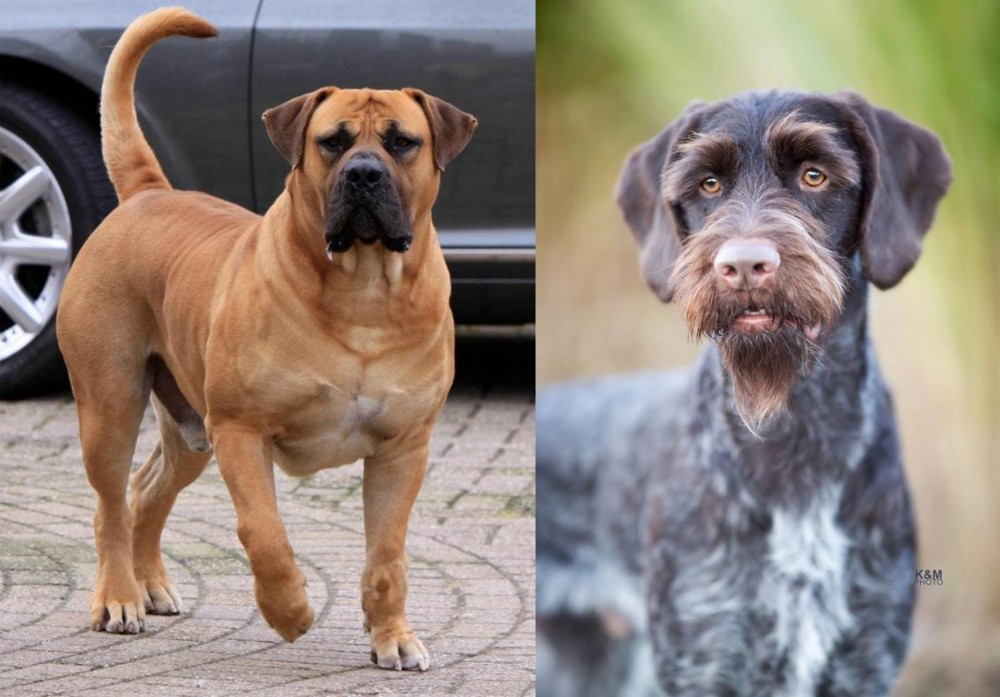 German Wirehaired Pointer vs Boerboel - Breed Comparison