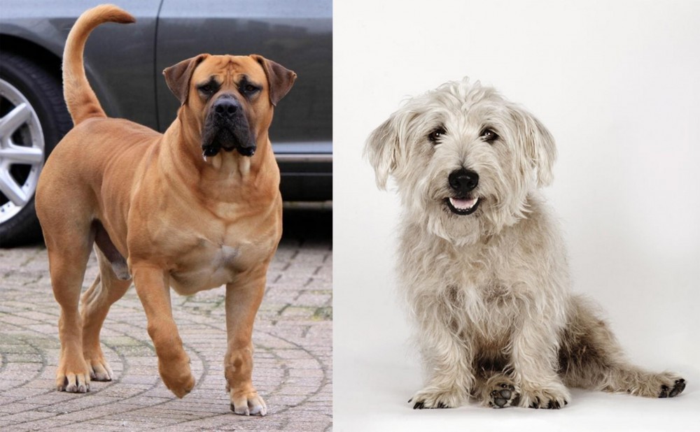 Glen of Imaal Terrier vs Boerboel - Breed Comparison
