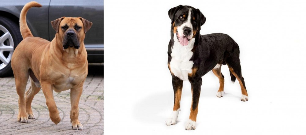 Greater Swiss Mountain Dog vs Boerboel - Breed Comparison
