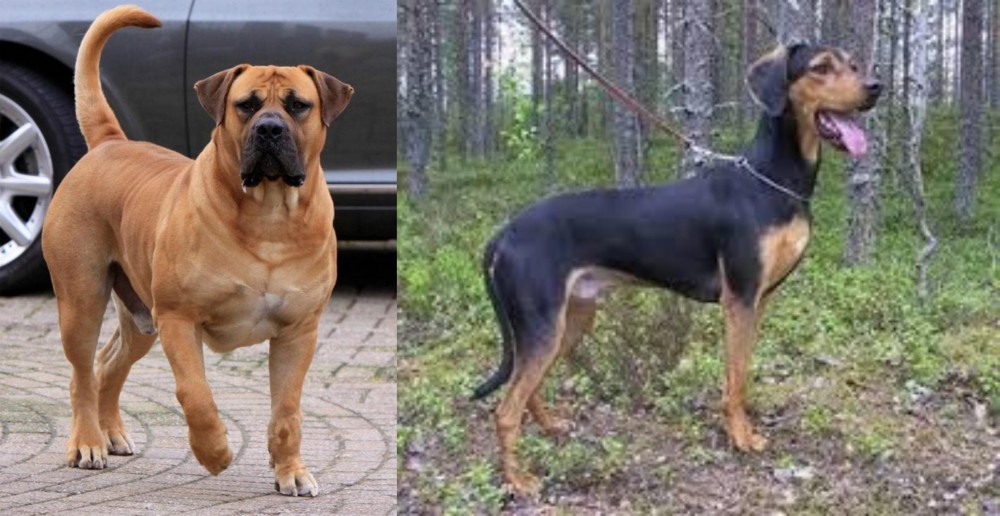 Greek Harehound vs Boerboel - Breed Comparison
