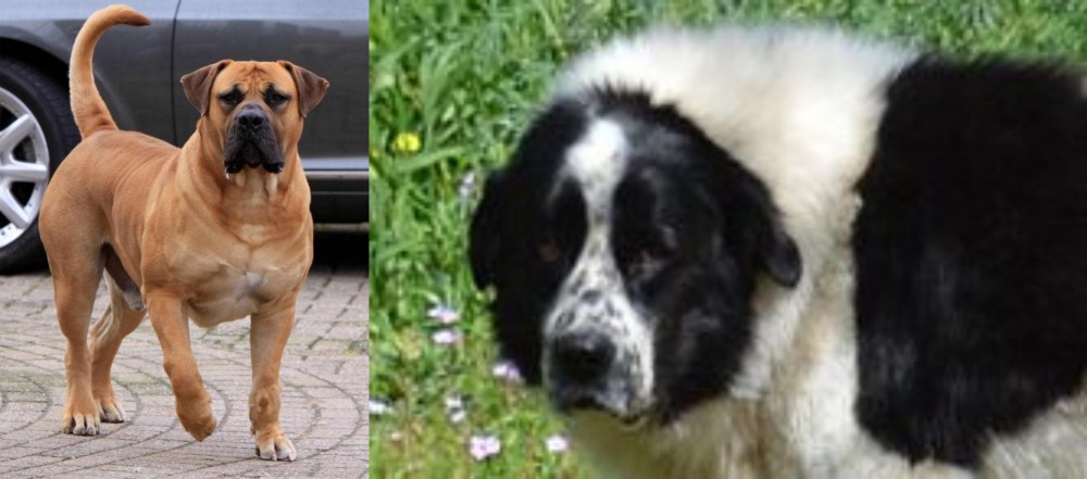 Greek Sheepdog vs Boerboel - Breed Comparison