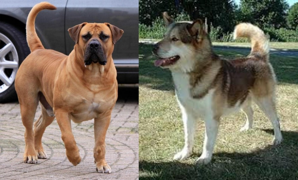 Greenland Dog vs Boerboel - Breed Comparison