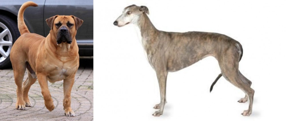 Greyhound vs Boerboel - Breed Comparison