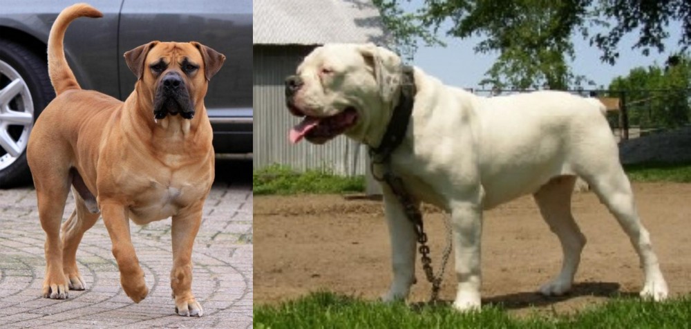Hermes Bulldogge vs Boerboel - Breed Comparison