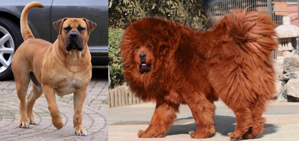Himalayan Mastiff vs Boerboel - Breed Comparison