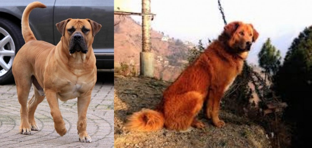 Himalayan Sheepdog vs Boerboel - Breed Comparison