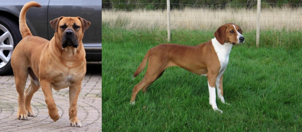 Hygenhund vs Boerboel - Breed Comparison