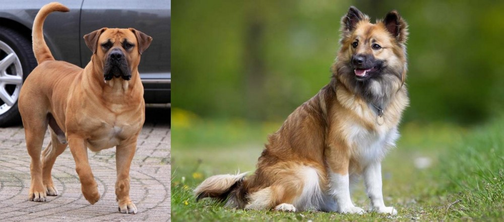 Icelandic Sheepdog vs Boerboel - Breed Comparison