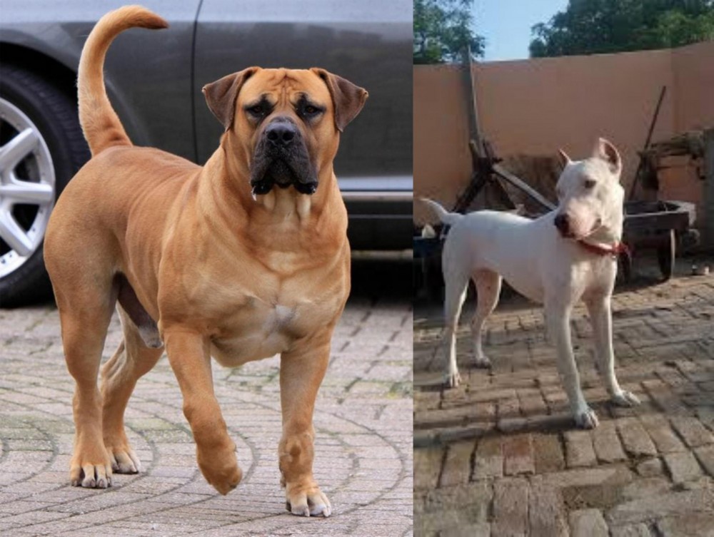Indian Bull Terrier vs Boerboel - Breed Comparison