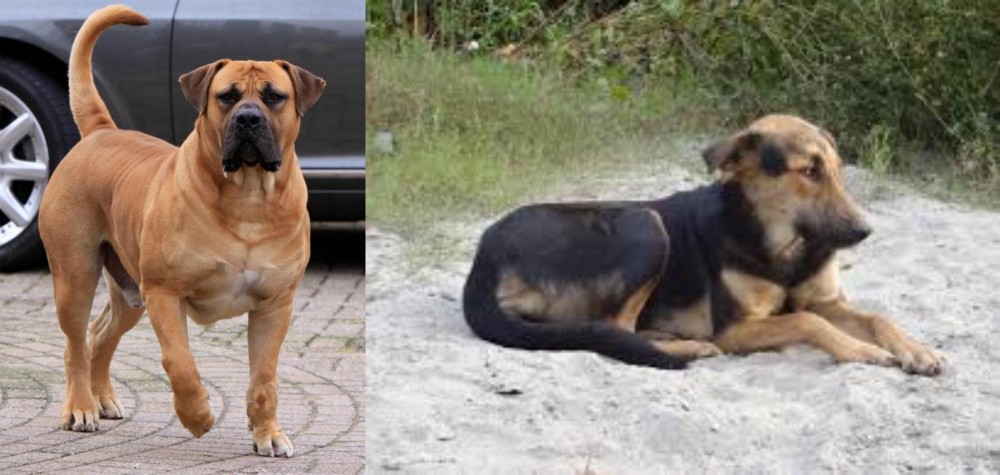 Indian Pariah Dog vs Boerboel - Breed Comparison