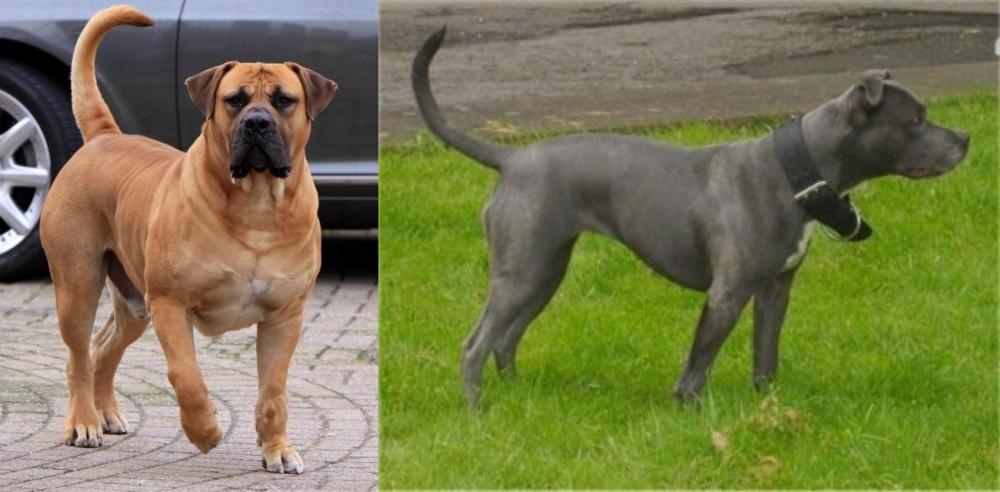 Irish Bull Terrier vs Boerboel - Breed Comparison