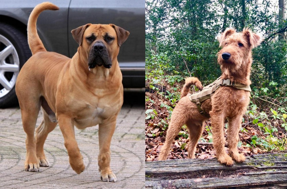 Irish Terrier vs Boerboel - Breed Comparison