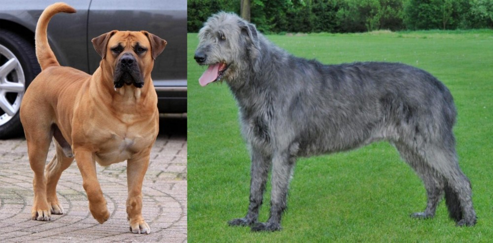Irish Wolfhound vs Boerboel - Breed Comparison