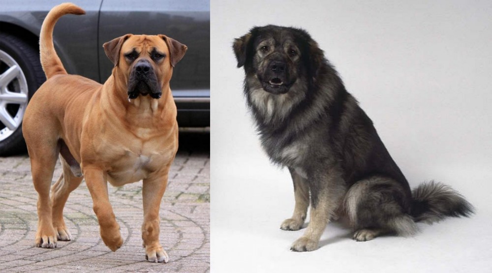 Istrian Sheepdog vs Boerboel - Breed Comparison