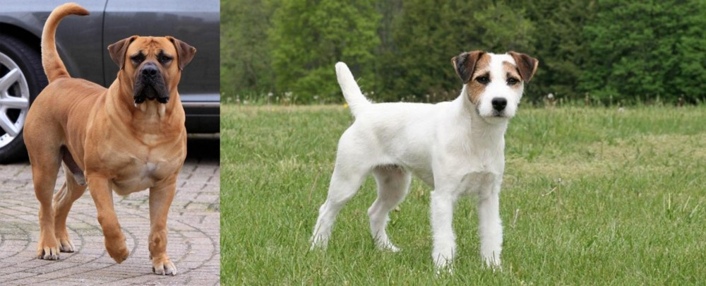 Jack Russell Terrier vs Boerboel - Breed Comparison