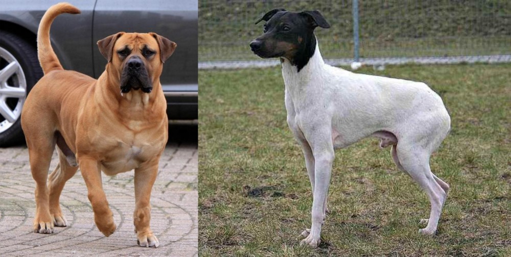 Japanese Terrier vs Boerboel - Breed Comparison