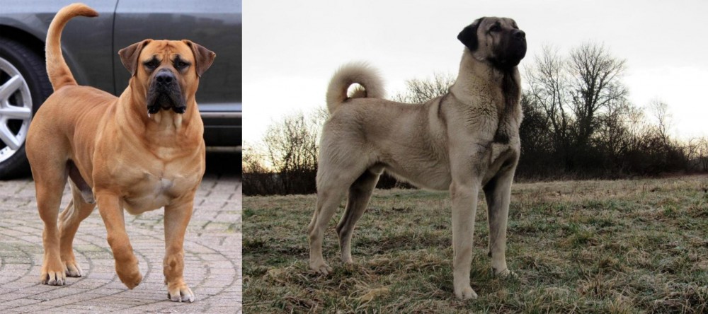 Kangal Dog vs Boerboel - Breed Comparison