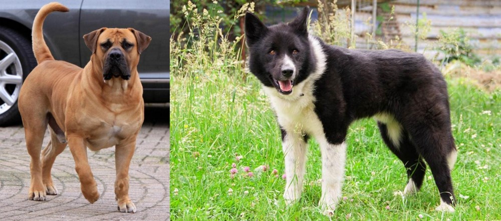Karelian Bear Dog vs Boerboel - Breed Comparison