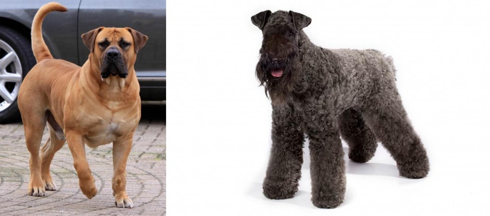 Kerry Blue Terrier vs Boerboel - Breed Comparison