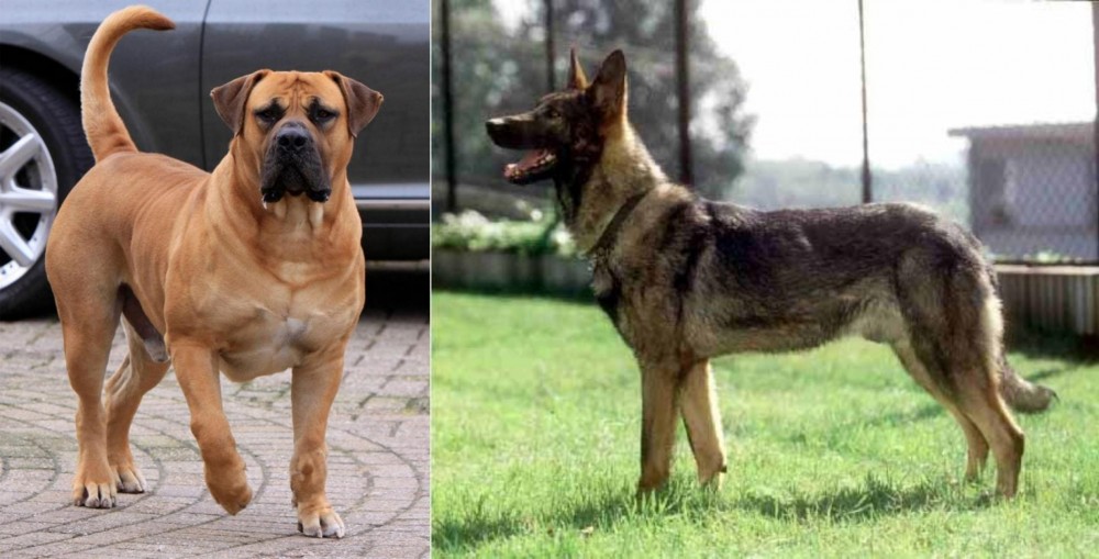 Kunming Dog vs Boerboel - Breed Comparison