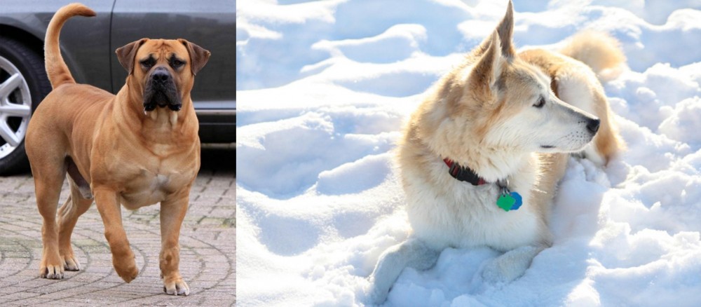 Labrador Husky vs Boerboel - Breed Comparison