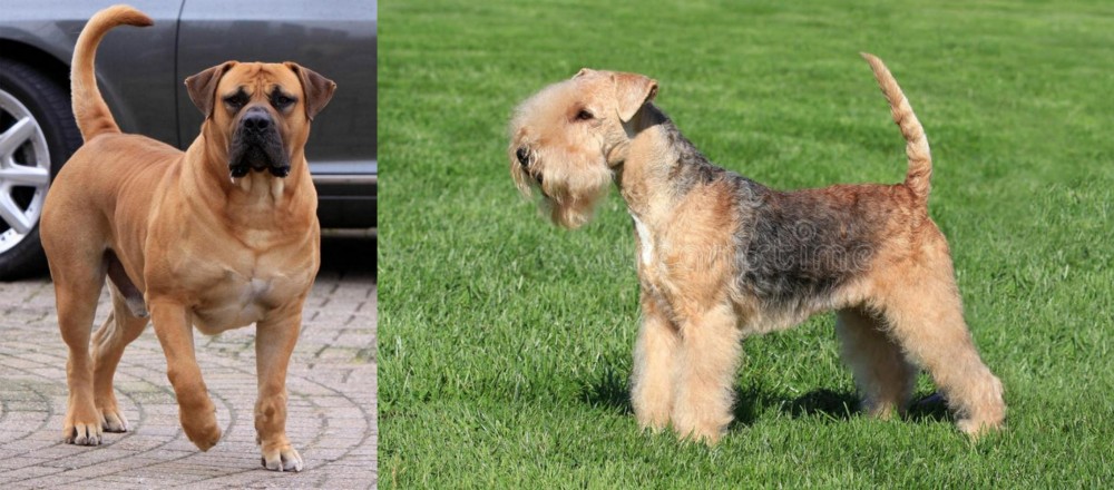 Lakeland Terrier vs Boerboel - Breed Comparison