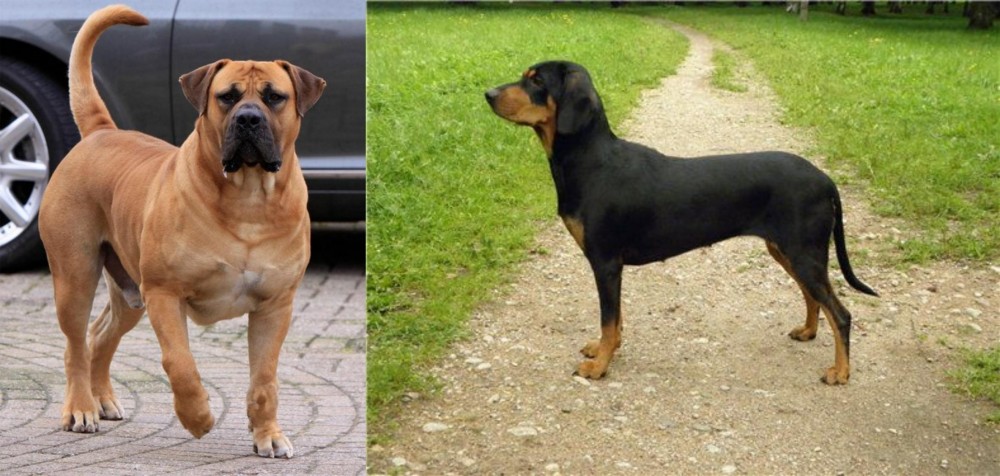 Latvian Hound vs Boerboel - Breed Comparison
