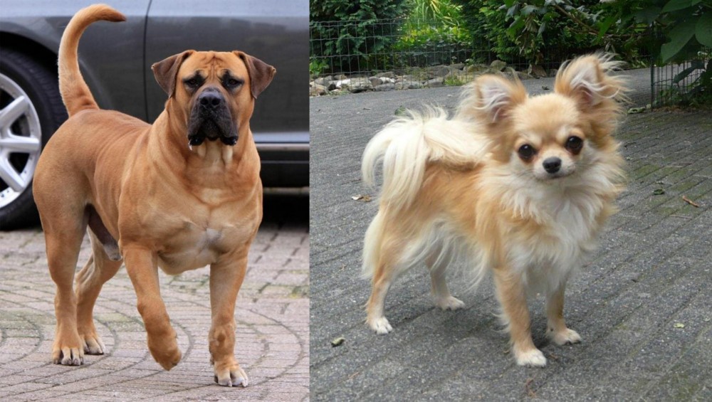 Long Haired Chihuahua vs Boerboel - Breed Comparison