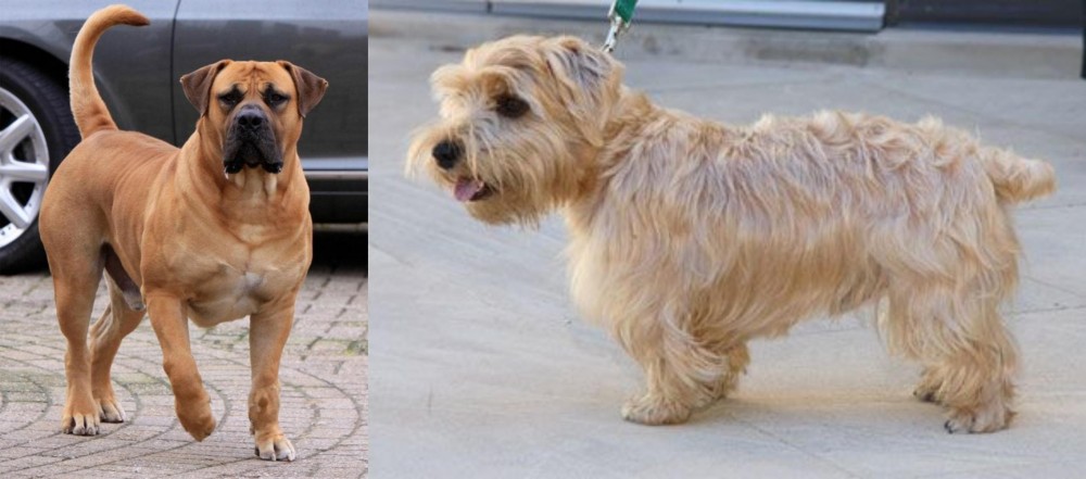 Lucas Terrier vs Boerboel - Breed Comparison