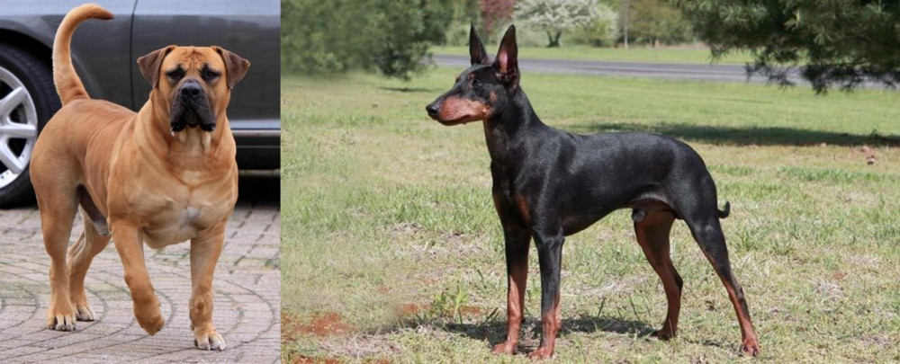 Manchester Terrier vs Boerboel - Breed Comparison