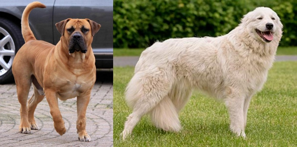Maremma Sheepdog vs Boerboel - Breed Comparison