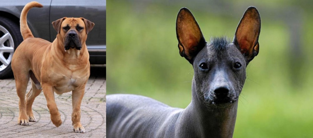 Mexican Hairless vs Boerboel - Breed Comparison