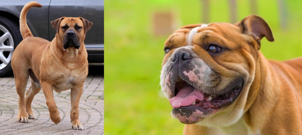 Miniature English Bulldog vs Boerboel - Breed Comparison
