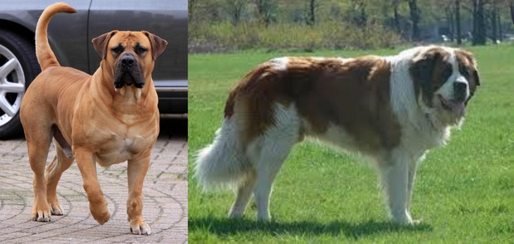 Moscow Watchdog vs Boerboel - Breed Comparison